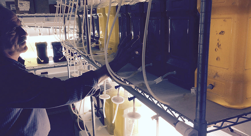 The Science of Algae – Mook Sea Farm
