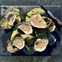 Load image into Gallery viewer, OYSTER FEATURE: North Haven Oysters, 36 ct.