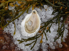 Load image into Gallery viewer, Select Moondancer Oysters (3.5-4&quot;)