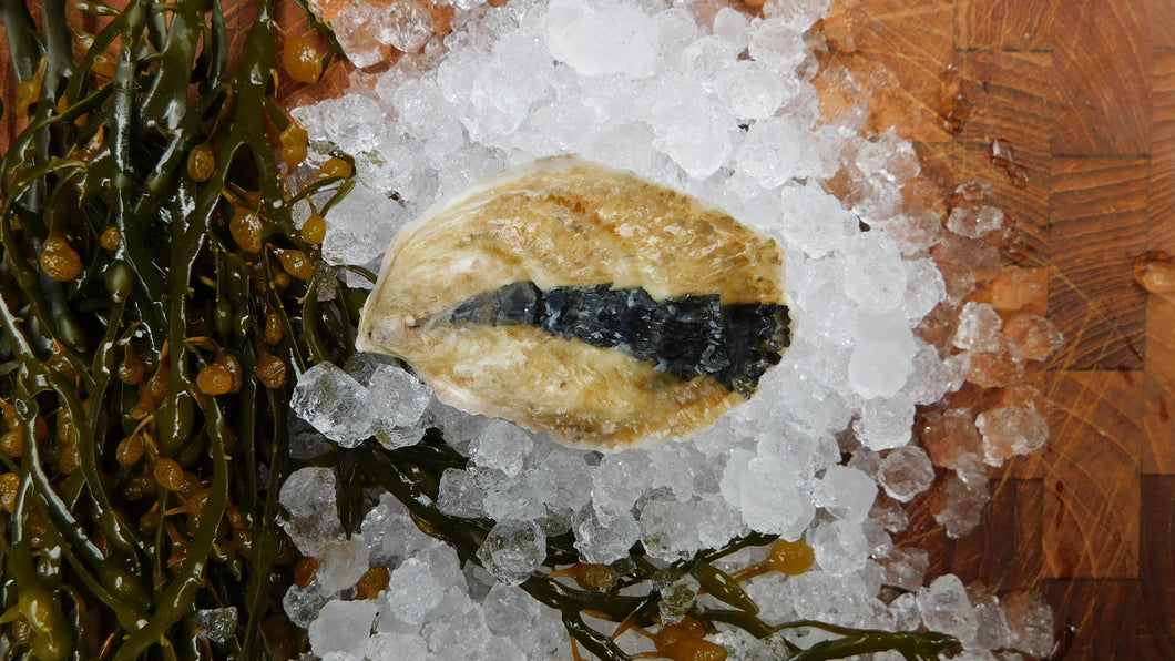 Moondancer Oysters by the dozen Farm Pick-up