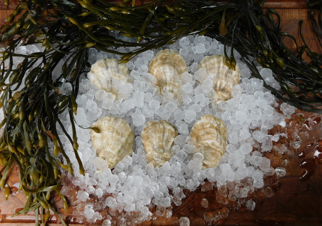 Petite Moondancer Oysters (2.5-3