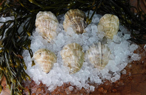Signature Moondancer Oysters (3-3.5")