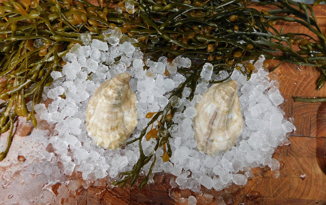 Signature Moondancer Oysters (3-3.5