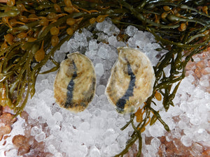 Petite Moondancer Oysters (2.5-3")